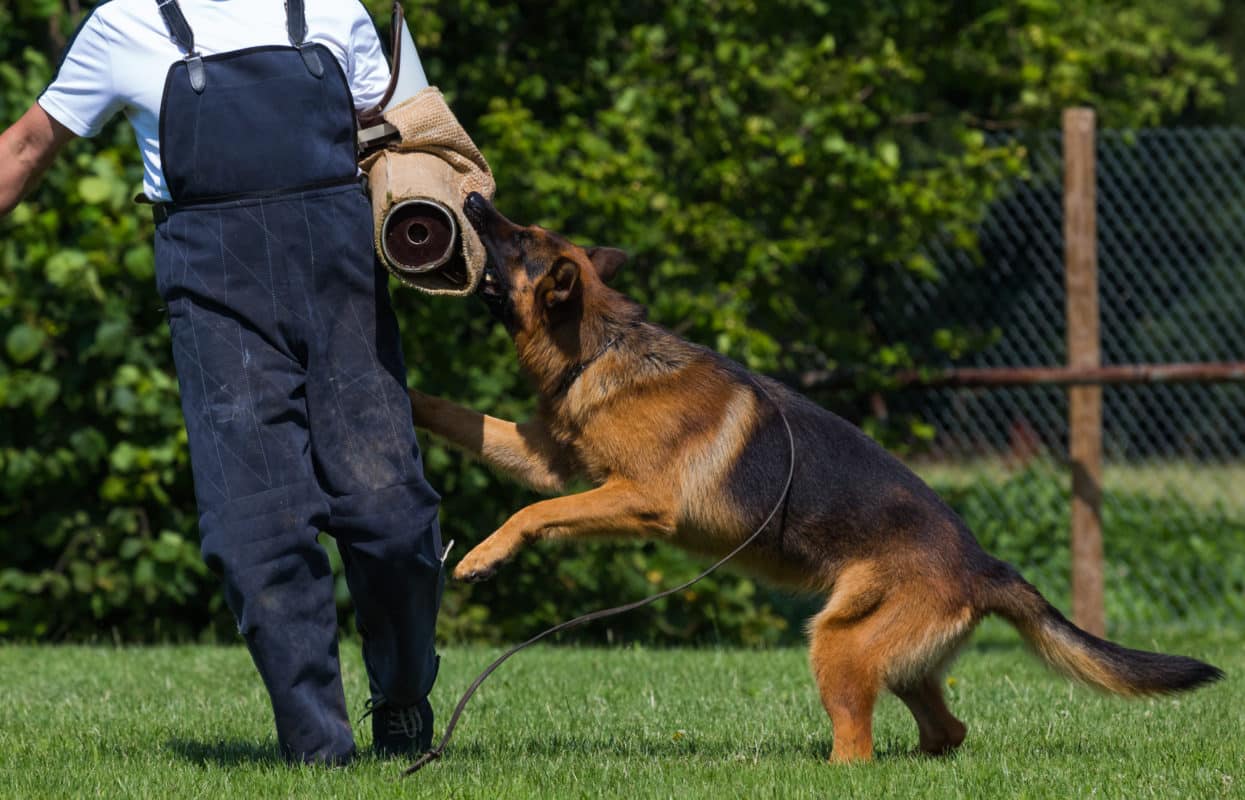  What Qualifications Do You Need To Be A Dog Handler For Police