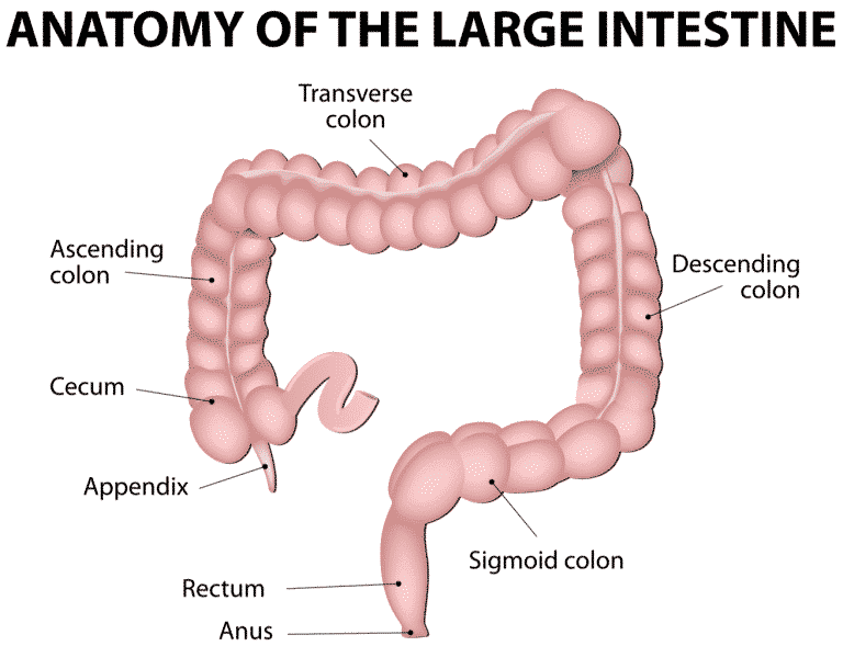 KS2 Biology: Digestion and the Human Body