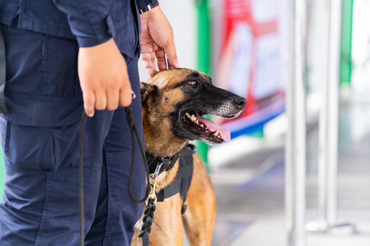 police dog handler